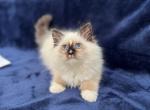 Lolla - Ragdoll Kitten For Sale - Mount Vernon&comma; WA&comma; US