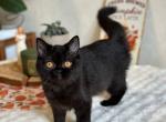 Irishka1 - Scottish Straight Cat For Sale - Los Angeles&comma; CA&comma; US