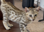 F6 SAVANNAH KITTENS - Savannah Kitten For Sale - CA&comma; US