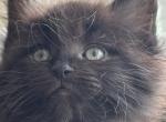 Raven the ragcoon - Ragdoll Cat For Sale - Saugerties&comma; NY&comma; US