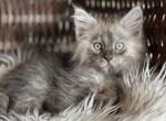Thor - Maine Coon Kitten For Sale - Burlington&comma; WI&comma; US