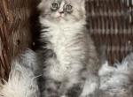 Zeus - Maine Coon Kitten For Sale - Burlington&comma; WI&comma; US