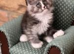 Artemis - Maine Coon Kitten For Sale - Burlington&comma; WI&comma; US