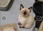 Precious - Siamese Kitten For Sale - Sacred Heart&comma; MN&comma; US