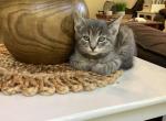 Everest - Domestic Kitten For Sale - Coatesville&comma; PA&comma; US