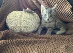 Frisky - Domestic Kitten For Sale - Coatesville&comma; PA&comma; US