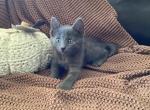 Mochi - Domestic Kitten For Sale - Coatesville&comma; PA&comma; US
