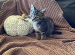 Smores - Domestic Kitten For Sale - Coatesville&comma; PA&comma; US