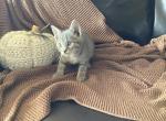 Alaska - Domestic Kitten For Sale - Coatesville&comma; PA&comma; US