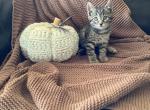 Oakley - Domestic Kitten For Sale - Coatesville&comma; PA&comma; US