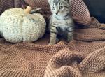 Brownie - Domestic Kitten For Sale - Coatesville&comma; PA&comma; US