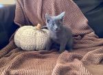 Aspen - Domestic Cat For Sale - Coatesville&comma; PA&comma; US