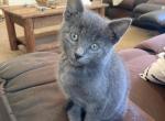 Clover - Domestic Cat For Sale - Coatesville&comma; PA&comma; US