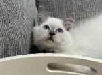 Annie - Ragdoll Kitten For Sale - Meadville&comma; PA&comma; US