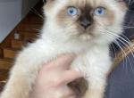 April kittens - Himalayan Cat For Sale - Vestal&comma; NY&comma; US