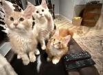 Opals litter - Maine Coon Cat For Sale - Redding&comma; CA&comma; US