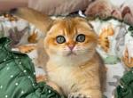 Verox - Scottish Fold Kitten For Sale - Glendale&comma; CA&comma; US