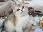 Sushi - British Shorthair Kitten For Sale - Glendale&comma; CA&comma; US
