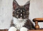 Q Cooper - Maine Coon Kitten For Sale - Miami&comma; FL&comma; US