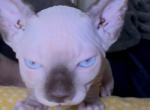 SOLD - Sphynx Kitten For Sale - Boston&comma; MA&comma; US