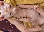 SOLD - Sphynx Kitten For Sale - Boston&comma; MA&comma; US
