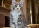 Qiana - Maine Coon Kitten For Sale - Miami&comma; FL&comma; US