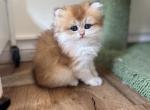 Lamajeur cattery British Longhair Kitten - British Shorthair Kitten For Sale - Boston&comma; MA&comma; US