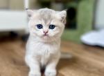 Lamajeur Cattery Blue Golden Chinchilla Kitten - British Shorthair Kitten For Sale - Boston&comma; MA&comma; US