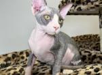 Mateo - Sphynx Cat For Sale - Brooklyn&comma; NY&comma; US