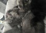 Purebred Maine Coon Dean - Maine Coon Kitten For Sale - St&period; Louis&comma; MO&comma; US