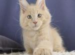 Joy - Maine Coon Kitten For Sale - Miami&comma; FL&comma; US