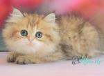 Mila - British Shorthair Kitten For Sale - Hollywood&comma; FL&comma; US
