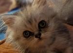 CFA Registered Silver Shaded Doll Face Female - Persian Kitten For Sale - Perry&comma; FL&comma; US