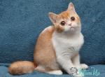Kapelka - British Shorthair Kitten For Sale - Hollywood&comma; FL&comma; US
