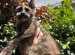 Bella - Maine Coon Cat For Sale - Hollywood&comma; FL&comma; US