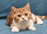 Kus Kus - British Shorthair Kitten For Sale - Hollywood&comma; FL&comma; US