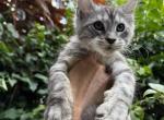 Baby - Maine Coon Cat For Sale - Hollywood&comma; FL&comma; US