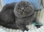 Zephir - Scottish Fold Kitten For Sale - Hollywood&comma; FL&comma; US