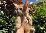 Angel - Maine Coon Cat For Sale - Hollywood&comma; FL&comma; US