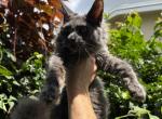 Juno - Maine Coon Cat For Sale - Hollywood&comma; FL&comma; US