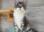 Maverick - Maine Coon Cat For Sale - Miami&comma; FL&comma; US