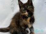 Fima Polydactyl - Maine Coon Kitten For Sale - Miami&comma; FL&comma; US