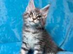 Mellisa - Maine Coon Cat For Sale - Miami&comma; FL&comma; US