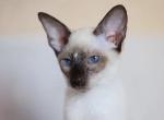 Farida - Siamese Cat For Sale - Miami&comma; FL&comma; US