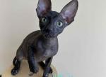 UnGaro - Cornish Rex Cat For Sale - Miami&comma; FL&comma; US