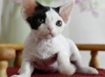Bruno - Devon Rex Kitten For Sale - Norwalk&comma; CT&comma; US