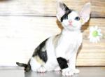 Yusiliya - Devon Rex Cat For Sale - Norwalk&comma; CT&comma; US
