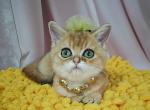 Kiara - Scottish Straight Cat For Sale - Samar&comma; Dnipropetrovsk Oblast&comma; UA