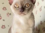 Josephine - Burmese Cat For Sale - Norwalk&comma; CT&comma; US