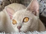 Jasmine - Burmese Cat For Sale - Norwalk&comma; CT&comma; US